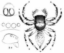 salticidae.org Mulciber