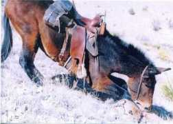 Mule