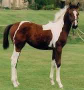 stanhopestud.com Mulena
