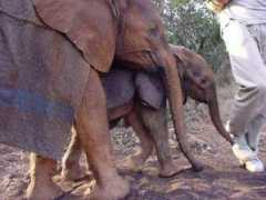 all-creatures.org Mulika