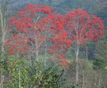 Mulung