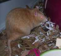 mylovelyrats.com Munching