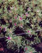 missouriplants.com Mundula