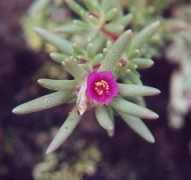 missouriplants.com Mundula