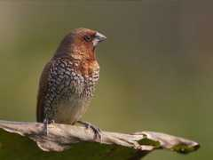 Munia