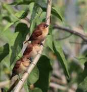 Munia