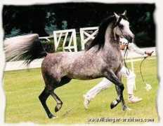 Munif