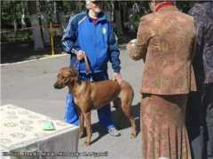 ridgeback-dog.ru Muntian