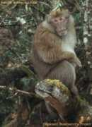 forum.zoologist.ru Munzala