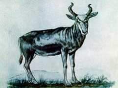 forum.zoologist.ru Munzala