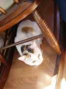 Muow