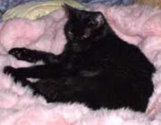 catster.com Murabi