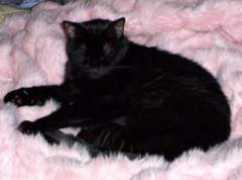 catster.com Murabi