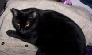 catster.com Murabi