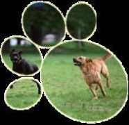 positivepaws.com Murack