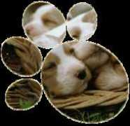 positivepaws.com Murack