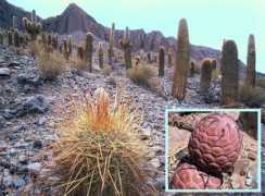 tucsoncactus.org Muradian
