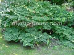 mytho-fleurs.com Murazaki