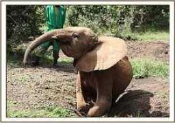 sheldrickwildlifetrust.org Murera