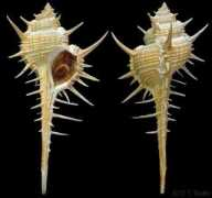 gastropods.com Murex