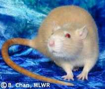 moonlitwatersrattery.com Murgatroyd