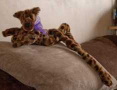bearhugs.co.uk Murgatroyd