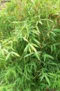 gardenbreizh.org Muriale