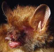 bio.bris.ac.uk Murina