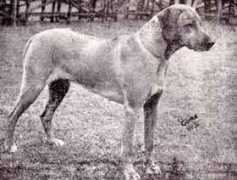 southernridgebacks.co.uk Murlin