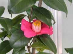 botanic.jp Muroma