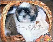 mrfooshihtzu.com Murotake