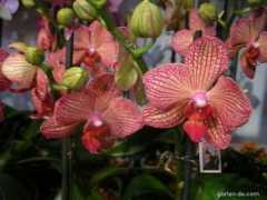 garden-en.com Murovec