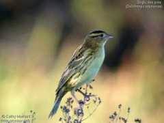 oiseaux.net Murrant