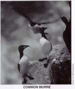 dodpif.org Murre