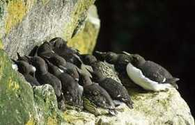 nawwal.org Murres