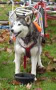 atiisleddogs.com Murron