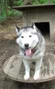 atiisleddogs.com Murron