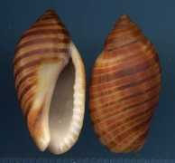 kiichimaja.com Murula