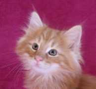 baeloclaudia.com Murumu