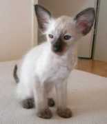Musaf