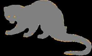 Musang