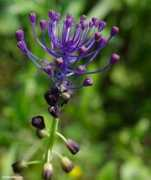 west-crete.com Muscari