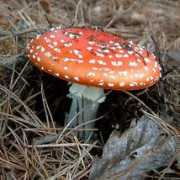 deeproot.co.uk Muscaria