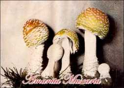 plantguide.org Muscaria