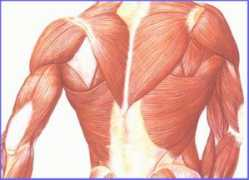 topnews.in Muscular