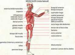 infovisual.info Musculo