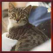 lnx.micimiao.it Musetta