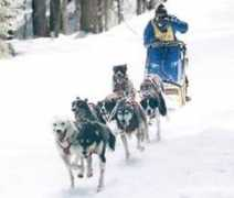 Mushing