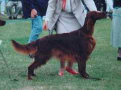 irishsetter.org.uk Musidora