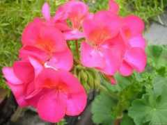 garden-en.com Muskat